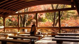 今治市・鈍川渓谷「ふれあいの森森林館」の紅葉｜サムネイル画像
