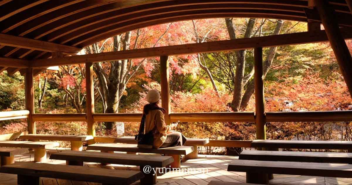 今治市・鈍川渓谷「ふれあいの森森林館」の紅葉｜サムネイル画像