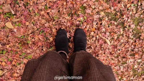 遊歩道に広がる落ち葉の絨毯と紅葉（マイントピア別子）