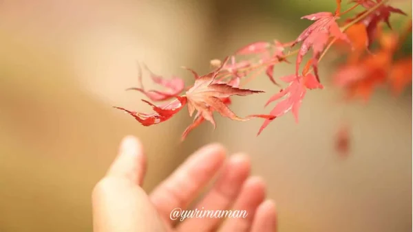 マイントピア別子（新居浜市）紅葉の様子