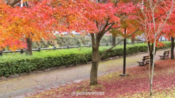 マイントピア別子の遊歩道で見られる紅葉のトンネル（新居浜市）3