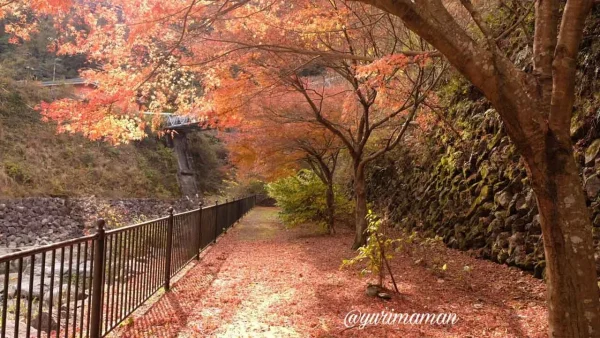 マイントピア別子（新居浜市）紅葉の様子2