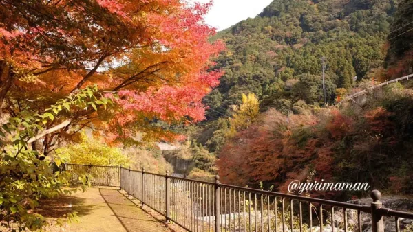 マイントピア別子の遊歩道で見られる紅葉のトンネル（新居浜市）2
