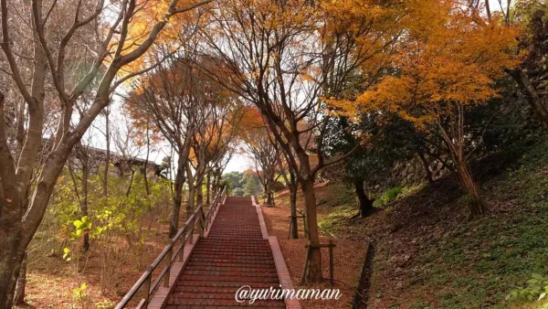 マイントピア別子の遊歩道で見られる紅葉のトンネル（新居浜市）3
