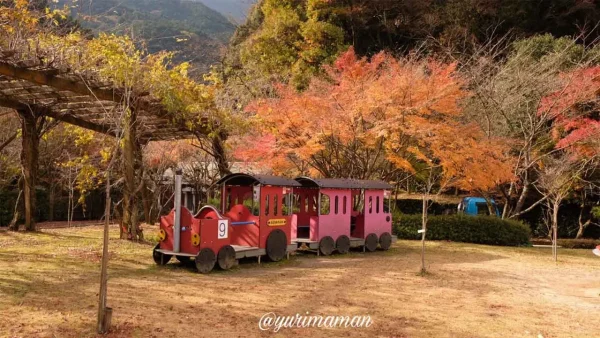 マイントピア別子の遊歩道で見られる紅葉のトンネル（新居浜市）2