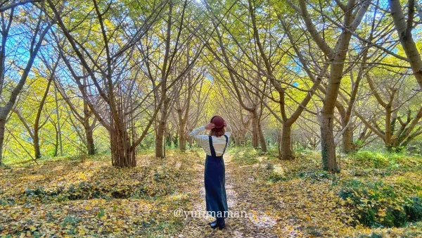 内子町「龍王公園」のイチョウの木の紅葉風景1 - ゆりママんブログ 内子町「龍王公園」のイチョウの木の紅葉風景1