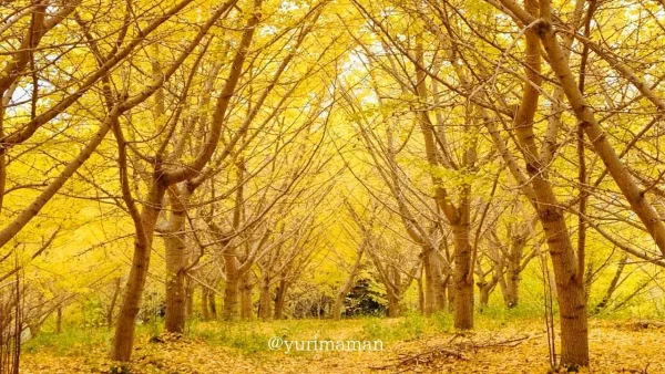 内子町「龍王公園」のイチョウの木の紅葉風景2 - ゆりママんブログ 内子町「龍王公園」のイチョウの木の紅葉風景2