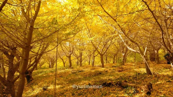 内子町「龍王公園」のイチョウの木の紅葉風景3 - ゆりママんブログ 内子町「龍王公園」のイチョウの木の紅葉風景3