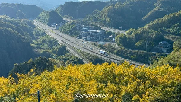 龍王公園の展望台「龍王の砦」から見えるイチョウの紅葉風景 - ゆりママんブログ 龍王公園の展望台「龍王の砦」から見えるイチョウの紅葉風景