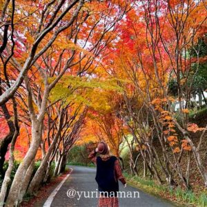 内子町「龍王公園」のもみじトンネルとイチョウの紅葉風景｜サムネイル画像