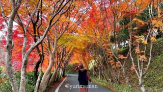 内子町「龍王公園」のもみじトンネルとイチョウの紅葉風景｜サムネイル画像