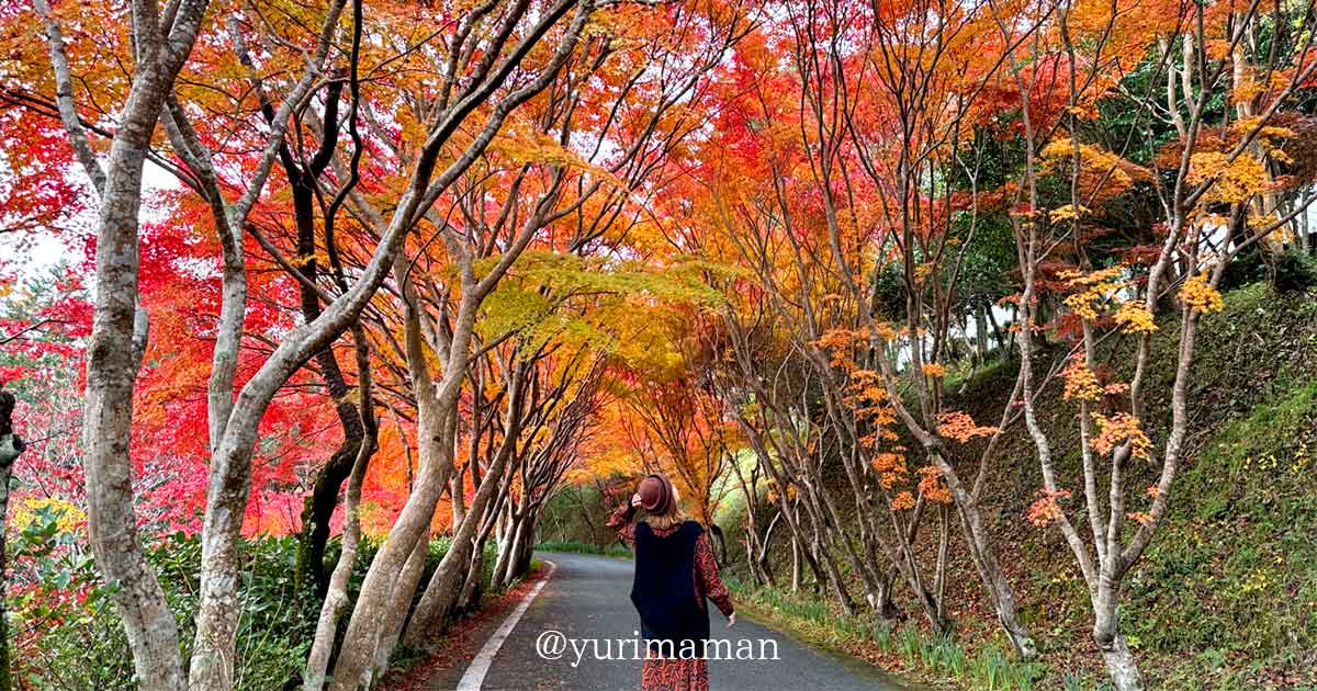 内子町「龍王公園」のもみじトンネルとイチョウの紅葉風景｜サムネイル画像