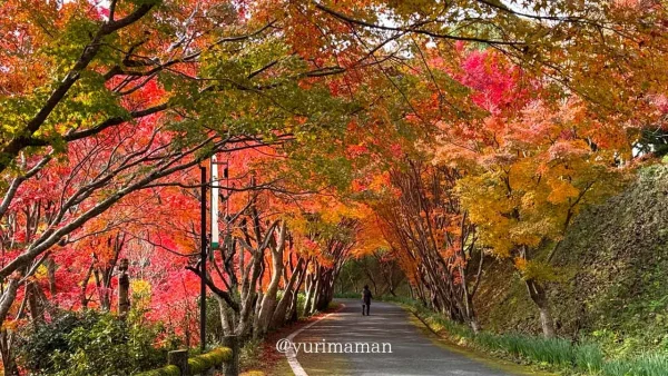 内子町「龍王公園」のもみじトンネルの紅葉風景1 - ゆりママんブログ 内子町「龍王公園」のもみじトンネルの紅葉風景1