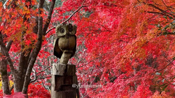 龍王公園のもみじ紅葉(内子町) - ゆりママんブログ 龍王公園のもみじ紅葉(内子町)