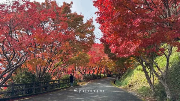 内子町「龍王公園」のもみじトンネルの紅葉風景3 - ゆりママんブログ 内子町「龍王公園」のもみじトンネルの紅葉風景3