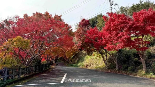 内子町「龍王公園」のもみじトンネルの紅葉風景2 - ゆりママんブログ 内子町「龍王公園」のもみじトンネルの紅葉風景2