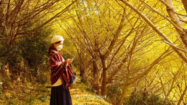 内子町「龍王公園」のイチョウの木の紅葉風景4 - ゆりママんブログ 内子町「龍王公園」のイチョウの木の紅葉風景4