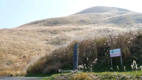 四国中央市と三好市にまたがる塩塚高原のすすきが黄金色に輝く風景2