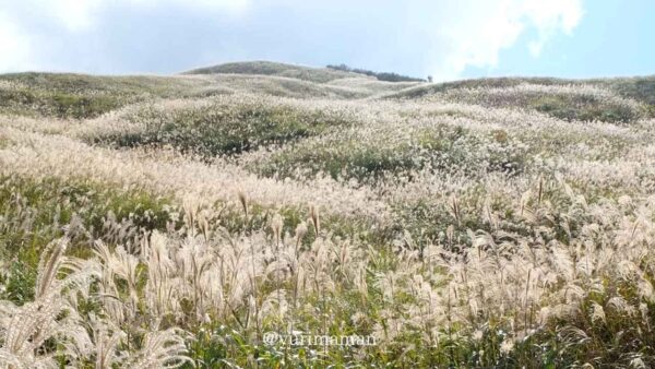 四国中央市と三好市にまたがる塩塚高原のすすきが黄金色に輝く風景3