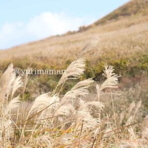 塩塚高原のすすき（愛媛～徳島）サムネイル画像