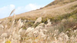 塩塚高原のすすき（愛媛～徳島）サムネイル画像
