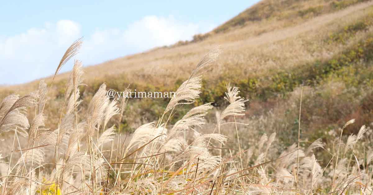 塩塚高原のすすき（愛媛～徳島）サムネイル画像