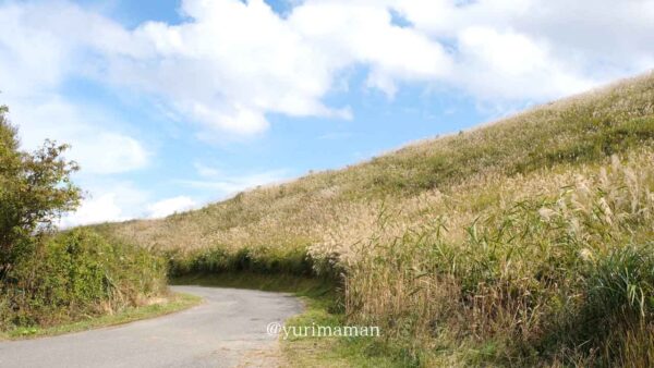塩塚高原やすらぎの広場から眺めるすすきの群生2