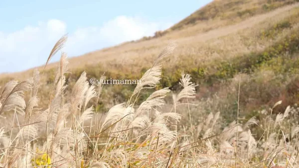 塩塚高原やすらぎの広場から眺めるすすきの群生3
