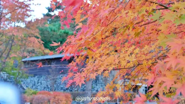 東平エリア（東予のマチュピチュ）で見る産業遺産と紅葉の景色1