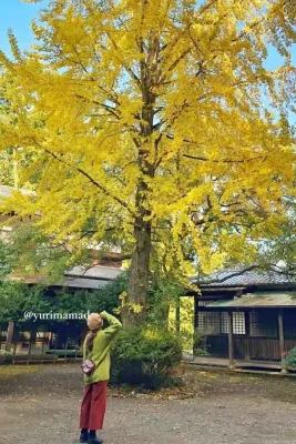 瑞應寺（新居浜）樹齢800年以上のイチョウの木