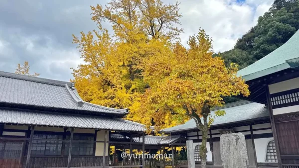 瑞應寺（新居浜）イチョウの木が紅葉している様子1
