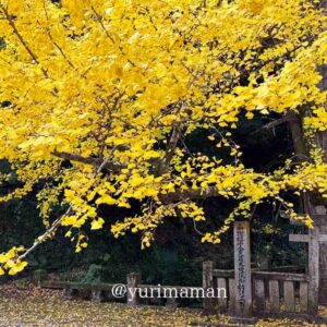 瑞應寺（新居浜市）イチョウ木｜サムネイル画像