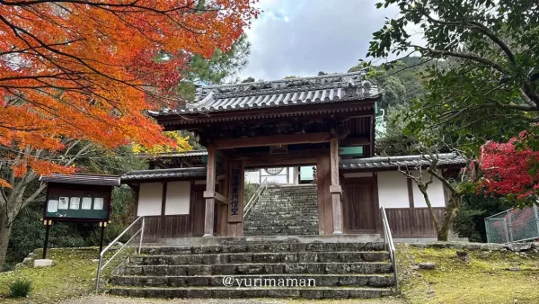 瑞應寺（新居浜）もみじが紅葉した様子