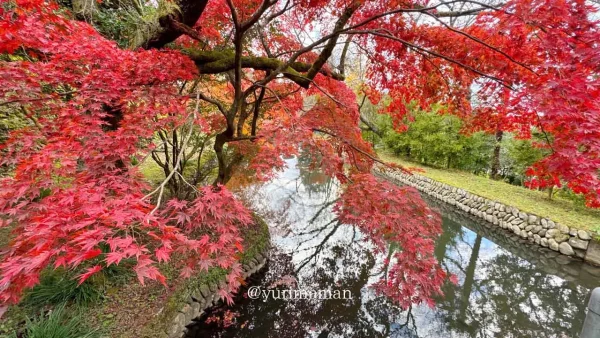 瑞應寺（新居浜）もみじが紅葉した様子3