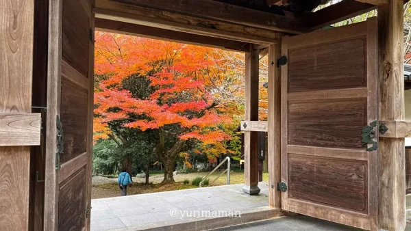 瑞應寺（新居浜）もみじが紅葉した様子2