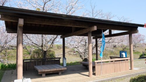 赤坂泉の桜1