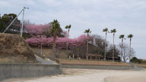 大角海浜公園_桜3
