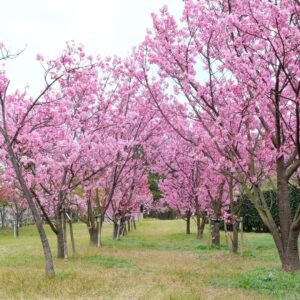 黒島海浜公園河津桜_サムネイル画像