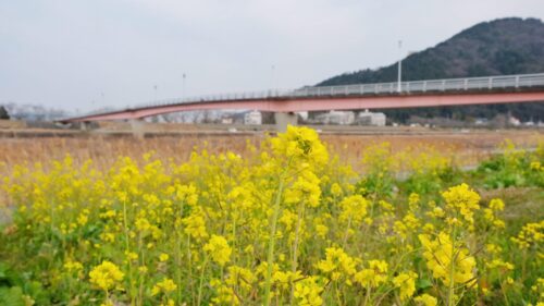 加茂川河川敷西条菜の花畑6