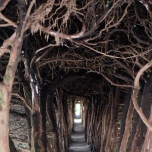 トトロのトンネルサムネイル画像