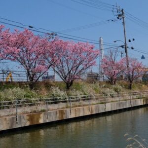 北条新田のさくら並木_サムネイル画像