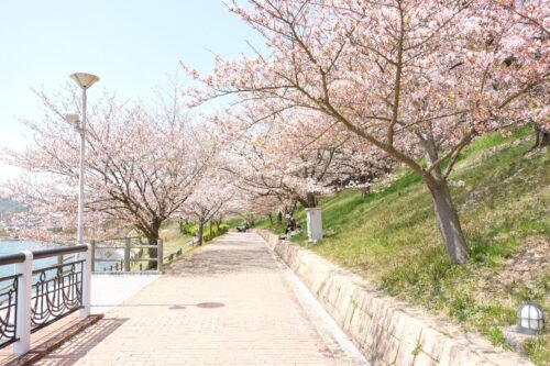藤山健康文化公園ソメイヨシノ桜2
