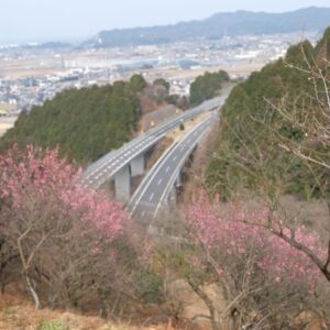 西条市民の森梅林園2022_サムネイル画像