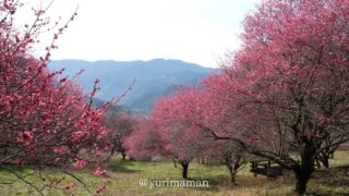 大洲の梅の花スポット_大洲家族旅行村オートキャンプ場_サムネイル画像