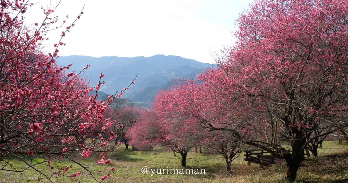 大洲の梅の花スポット_大洲家族旅行村オートキャンプ場_サムネイル画像