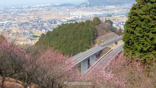 西条市市民の森の梅林園_過去に撮影