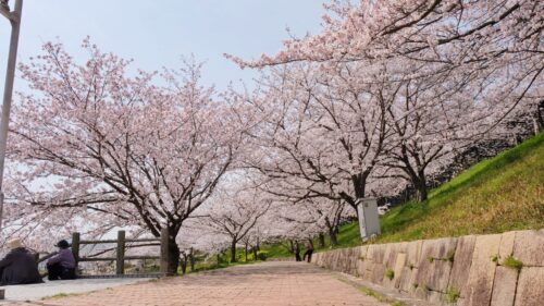 藤山健康文化公園ソメイヨシノ3