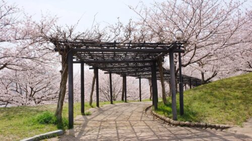 藤山健康文化公園ソメイヨシノ8