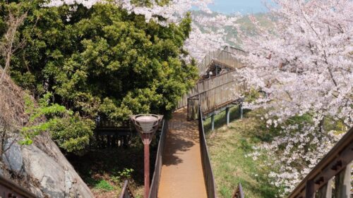 海山城展望公園の桜1