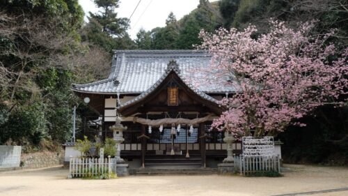 三島神社薄紅寒桜5